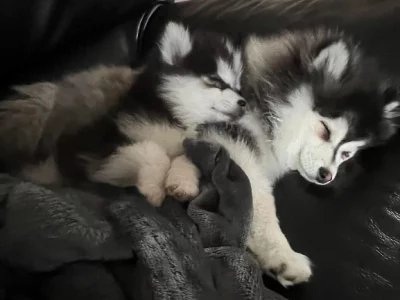 Pomeranian – Chloe