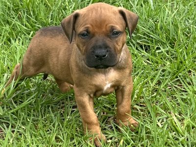 American Staffordshire Bull Terrier – Taree