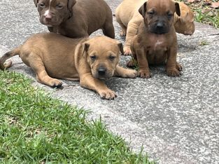 American Staffordshire Bull Terrier – Taree