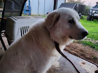 Maremma Sheepdog – Murray Bridge