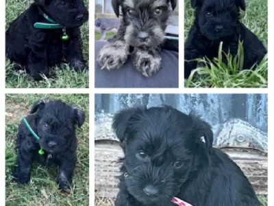 Pure Schnauzer (Miniature) – Bendigo