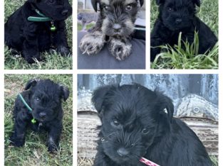 Pure Schnauzer (Miniature) – Bendigo