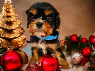 Cavalier King Charles Spaniel – Nowra