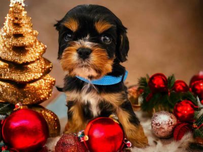 Cavalier King Charles Spaniel – Nowra