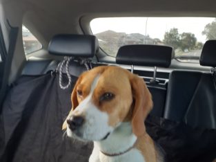 Beagle – Bossley Park