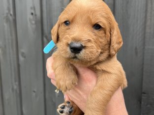 Labradoodles – Montrose