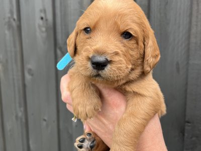 Labradoodles – Montrose