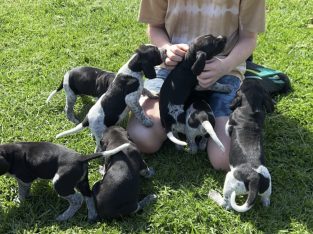 German Shorthaired Pointer puppies – Stradbroke