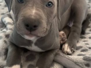 American Staffordshire Bull Terrier – Annangrove