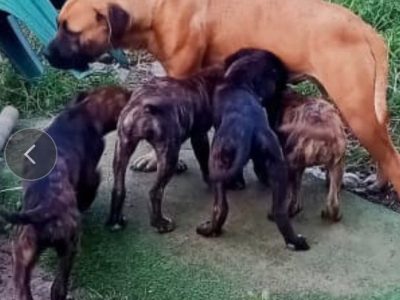 Cane Corso – Mount Nasura
