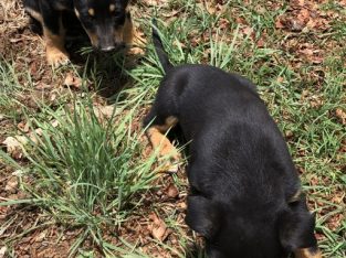 Australian Kelpie – Mihi