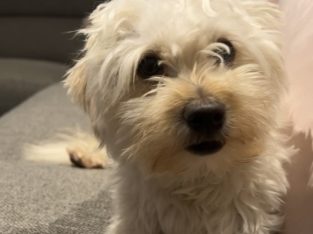 Moodle – Edensor Park