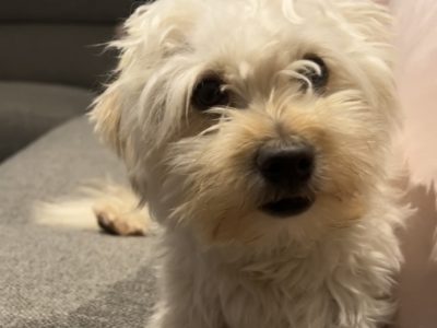 Moodle – Edensor Park