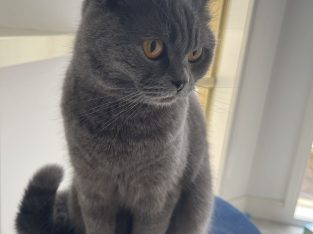 British Blue – Point Cook