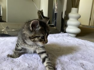 Other Cats – Acacia Ridge