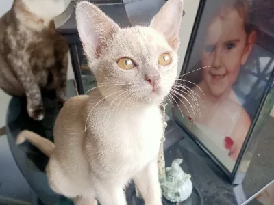 Burmese – Brassall