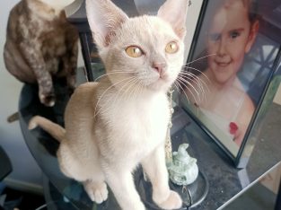 Burmese – Brassall