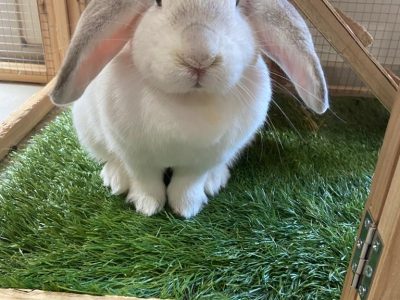 Rabbit – Craigieburn