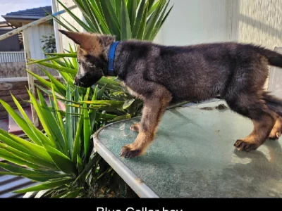 German Shepherd – Warrnambool