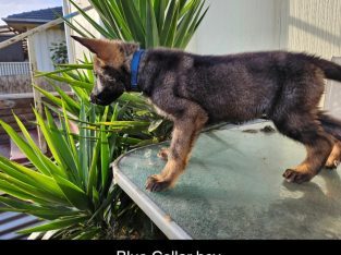 German Shepherd – Warrnambool