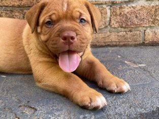Dogue De Bordeaux – Tenambit
