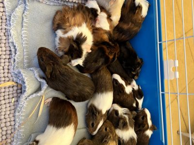 Guinea Pig – Aberfoyle Park