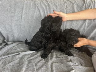 Schnauzer (Miniature) – Mount Marrow