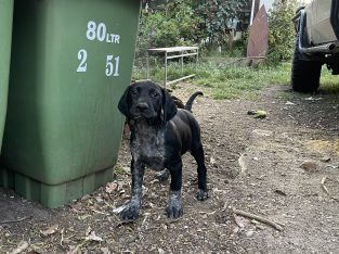 German Shorthaired Pointer – Knoxfield