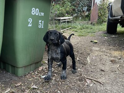 German Shorthaired Pointer – Knoxfield