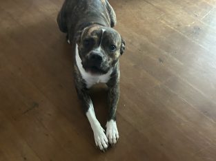 Staffordshire Bull Terrier – Rochedale South