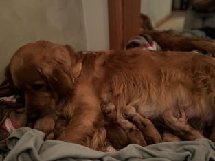 Golden Retriever – Inverloch