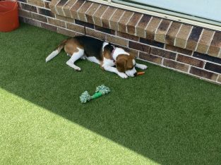 Beagle – Nerang