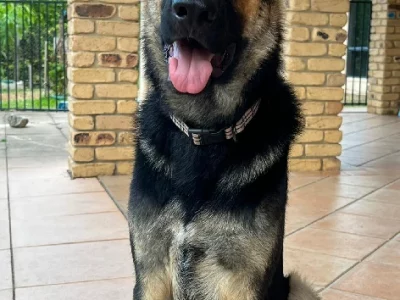 German Shepherd – Annalies Player