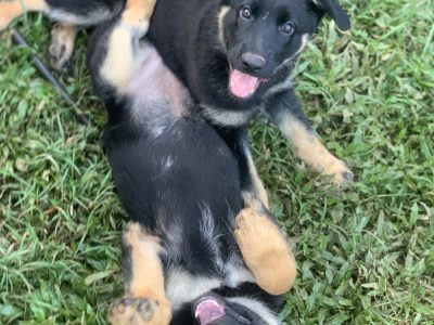 German Shepherd – Annalies Player