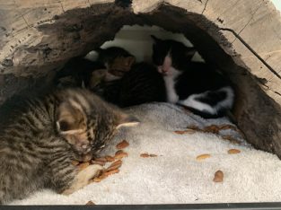 Other Cats – Silverwater