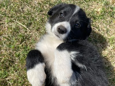 Border Collie – Geelong