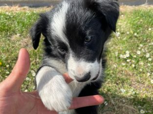 Border Collie – Geelong