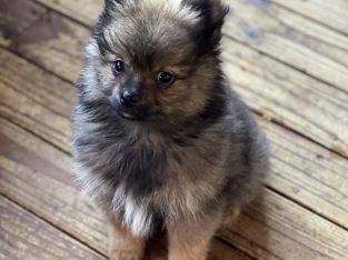 Pomeranian – Cabramatta