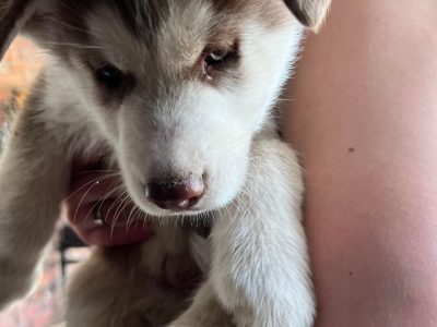 Husky – Wagga Wagga