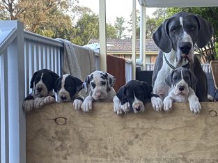 Great Dane – Douglas Park