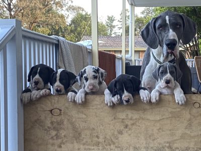 Great Dane – Douglas Park