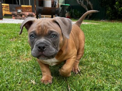 American Bulldog – Cooranbong