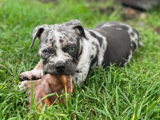 American Bulldog – Cooranbong