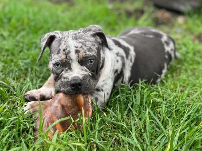 American Bulldog – Cooranbong