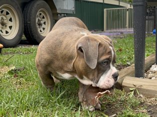 American Bulldog – Cooranbong