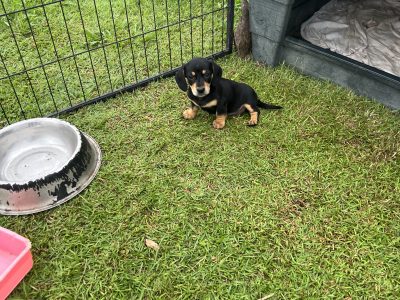 Dachshund – Boonah