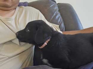 German Shepherd – Garfield