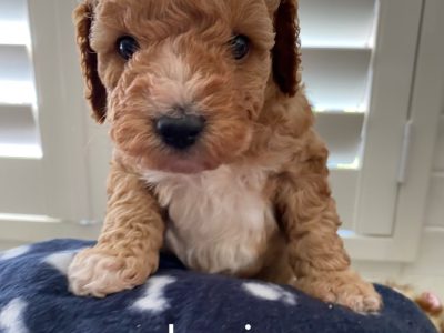 Cavoodle – Old Bar