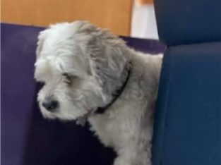 Shih Tzu – Greenfields