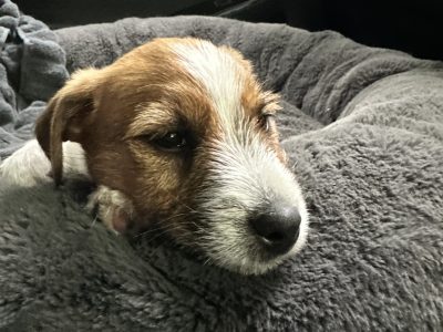 Jack Russell – Geelong